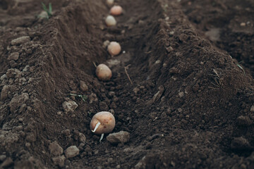 Planting of potatoes on a bio garden, seasonal work.