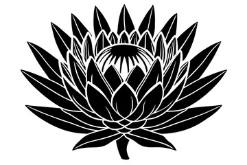 king protea flower silhouette vector illustration