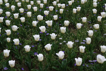 Alignment of white tulips in the Botanical Gardens of Villa Taranto (Verbania, Piedmont, Italy)