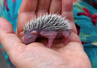 A tiny baby hedgehog in the palm of an adult's hand (Montoulieu, Hérault, France)