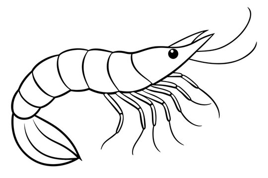 recommend clip art: shrimps line art vector illustration