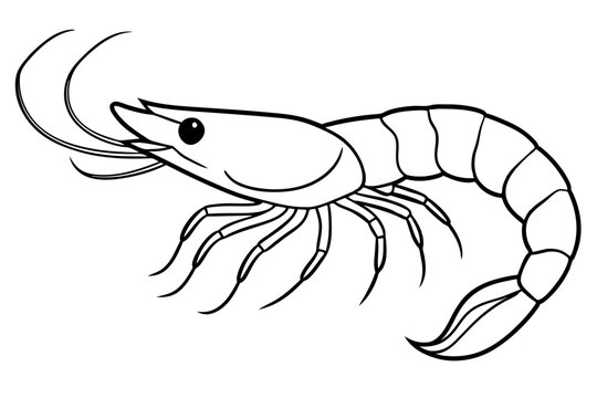 recommend clip art: shrimps line art vector illustration