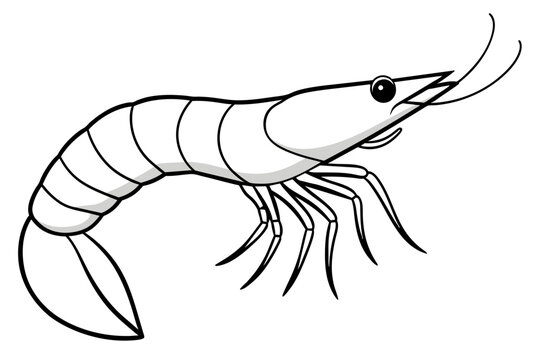 recommend clip art: shrimps line art vector illustration