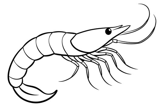 recommend clip art: shrimps line art vector illustration