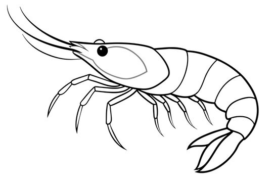recommend clip art: shrimps line art vector illustration