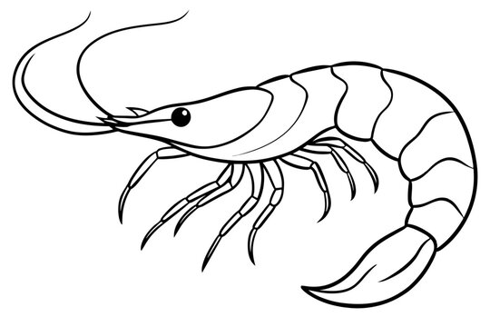 recommend clip art: shrimps line art vector illustration