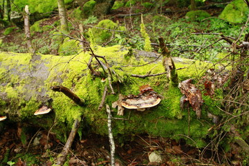 verdure dans le Jura 