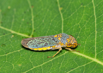 Broad-Headed Sharpshooter Oncometopia orbona on leaf nature Springtime pest control.