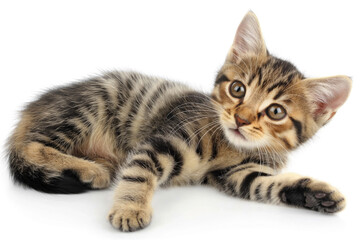 Tabby kitten lying on white background