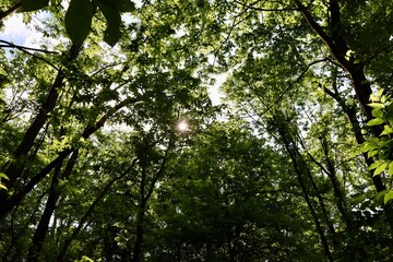The sunlight coming though the tall trees in the forest.