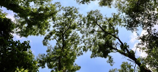 The view under the tall trees in the forest.