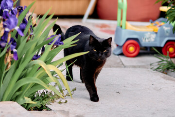 cat in the garden