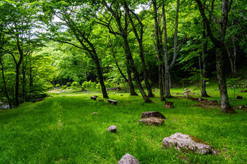 新緑のせせらぎ街道　岐阜県高山市