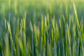 green wheat field