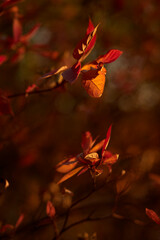 red autumn leaves