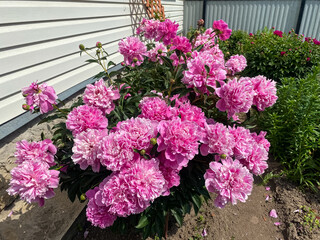 beautiful soft pink peony flowers close-up. huge peony bush in the garden. floral background