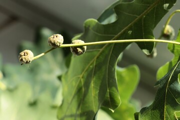 quercus robur tree with growing small acorns at spring