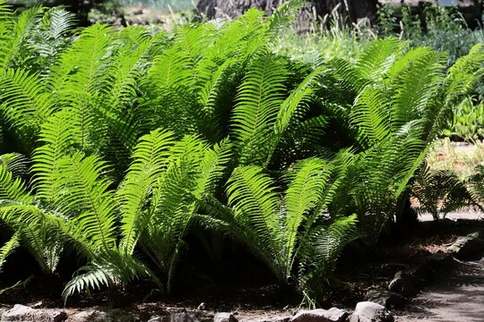 green leaves ,plants of FilixFern-Dryopteris filix-mas