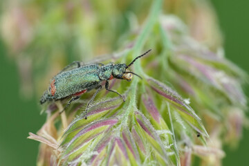 Closeup on the European malachite beetle, Malachius bipustulatus sitting on top of grass