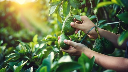 Fototapeta premium Person harvesting avocados, hands carefully selecting fruit, sunny orchard, lush green foliage, isolated, agricultural scene, copy space