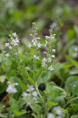 Closeup on the fragile lightblue flowers of the common speedwell wildflower, Veronica officinalis