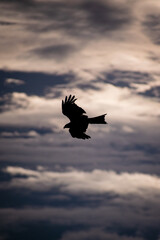 eagle in flight