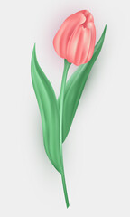Three dimensional tulip flower with pink petals and green leaves isolated on white background. 3d realistic vector blossom spring flower as decoration element for greeting card, postcard, banner, etc.