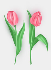 Set of two realistic 3d tulip with soft pink petals isolated on white background. Three dimensional beautiful blossom spring flower buds,  floral decoration element  