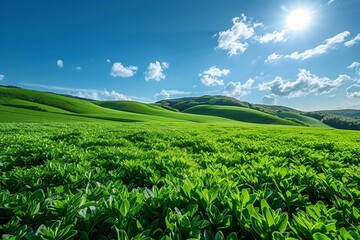 Fototapeta premium A panoramic view of a green field with rolling hills in the background, under a bright blue sky with fluffy white clouds