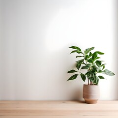 Plant on wooden table against white empty wall with copy space in living room interior