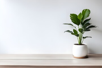 Plant on wooden table against white empty wall with copy space in living room interior
