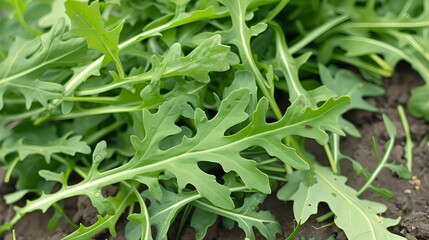 Fototapeta premium Fresh Arugula Leaves in Lush Green Garden