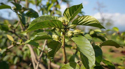Obraz premium Fresh Green Khat Leaves on Harvesting Branches