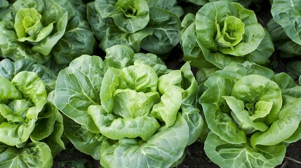 Fresh Green Jalapeo Peppers on Bush Ready for Harvest