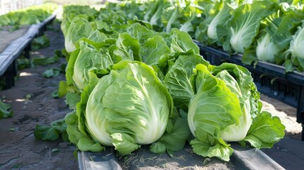 Fresh Romaine Lettuce Heads in Field Ready for Harvest  Agricultural Background