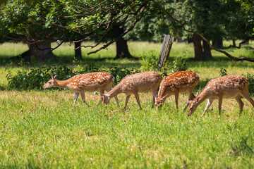 Sika deer - Cervus nippon stands on a meadow in the grass. Wild foto