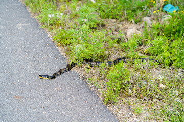 Obraz premium Brown and black rat snake beside a rural road in Northeast China in summer