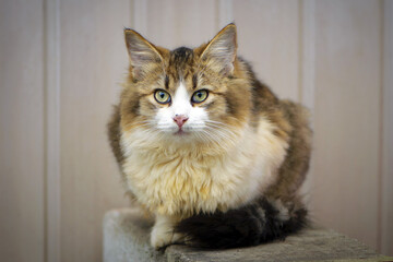a beautiful tricolor cat face with a white body and yellow eyes looks at me. Relaxed mixed breed domestic cat sitting outdoors. homeless cat. caring for animals. veterinary medicine
