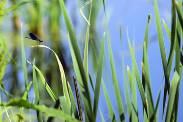 Calopteryx virgo dragonfly on stalk of grass. insect sits on the green leaves of the reed, by the river. macro nature. beautiful dragonfly, small predator. natural background. dragonfly by the pond