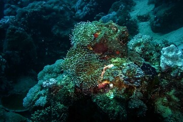 corals reef in the sea