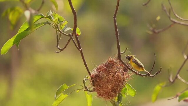 Tiny Asian yellow warbler bird building the nest by pulling twigs together in the morning.