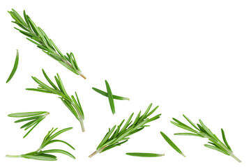 Rosemary twig and leaves isolated on white background. Top view with copy space for your text. Flat lay