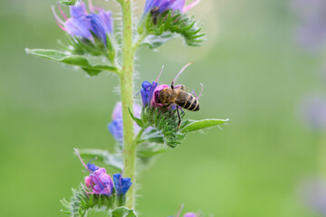 A bee collects honey on blue flowers on nature. macro photo of insects. delicate meadow flower. european honey bee. pollination of plants in nature. spring time