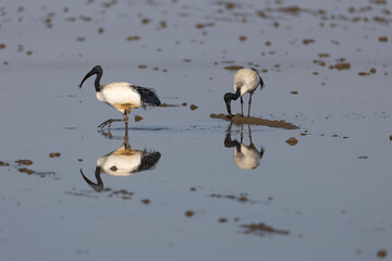 Ibis in cerca di cibo nelle risaie del Novarese in Piemonte