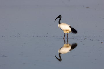 Ibis in cerca di cibo nelle risaie del Novarese in Piemonte