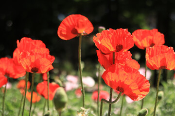 Large decorative red poppy flower. Big flower. Natural floral background. Poppies bloom in a park or garden. Lush spring flower. Poppy during flowering