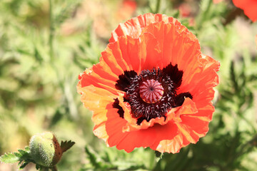 Large decorative red poppy flower. Big flower. Natural floral background. Poppies bloom in a park or garden. Lush spring flower. Poppy during flowering
