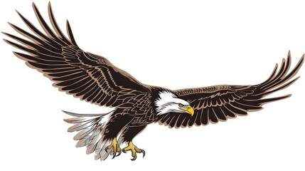 Fototapeta premium Side view of an eagle gliding with its sharp talons visible, set against a clean white background.
