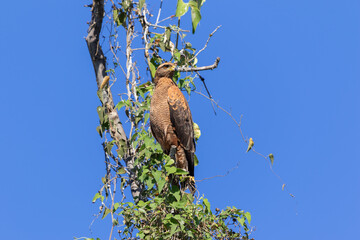 Savanah Hawk Resting on a Tree in Close Up Against a Blue Sky Background in the Pantanal, Brazil