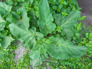 Leaves of young burdocks among different grass in overcast day
